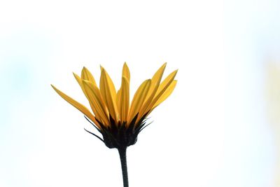 Close-up of yellow flowering plant against sky