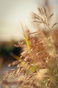 Close-up of stalks in field against sky