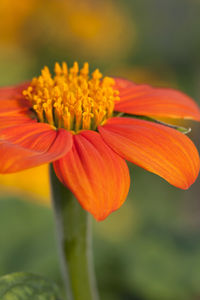 Close-up of orange flower blooming outdoors