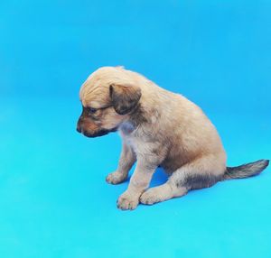 Side view of a dog against blue background