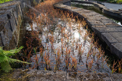 High angle view of plants in lake