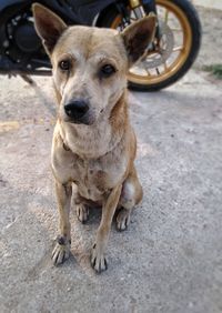 Portrait of dog standing in city