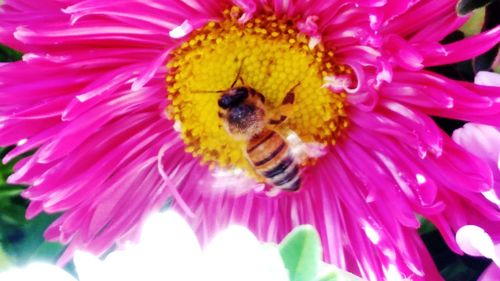 Close-up of honey bee pollinating on yellow flower