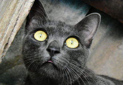 Close-up portrait of a cat