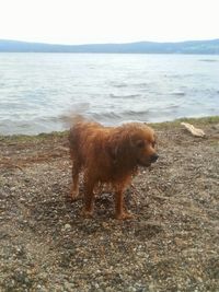 Dog standing on beach