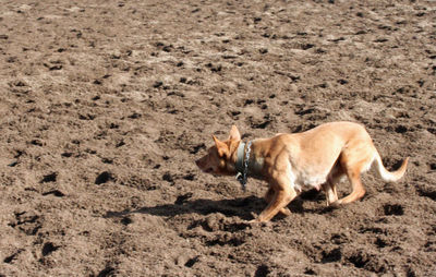 High angle view of dog on sand