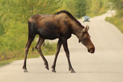 Side view of horse walking on road