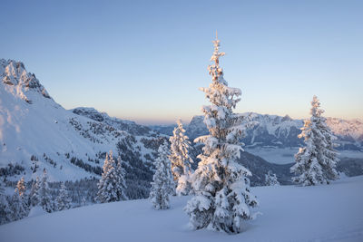 Golden light on the mountain range and a cold snowy forest