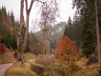 Trees in forest against sky during autumn