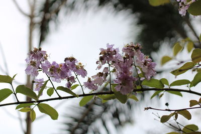 Close-up of purple flowering plant