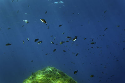 Low angle view of fishes swimming in sea