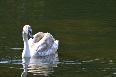 Swan swimming in lake