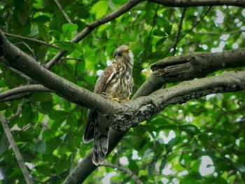 Low angle view of birds perching on tree trunk