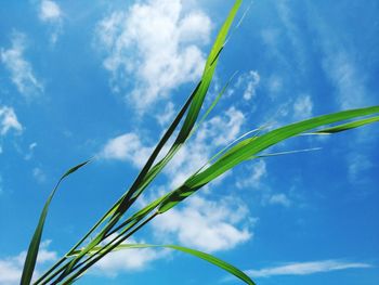 Low angle view of plant against sky