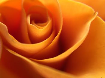 Full frame shot of rose