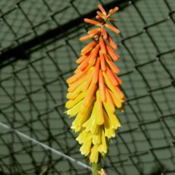 Close-up of yellow flower