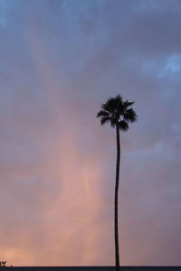 Low angle view of silhouette palm tree against sky