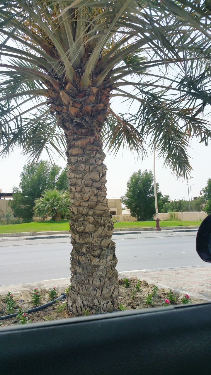 tree, growth, palm tree, day, plant, tree trunk, no people, nature, sky, outdoors