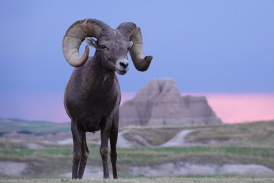 Bighorn sheep standing on a field against badlands national park rock formation during stormy sunset