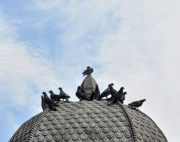 Low angle view of pigeons against sky