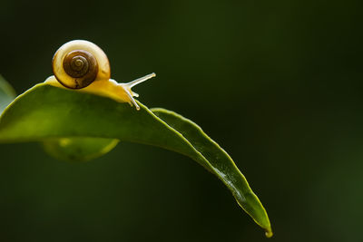 Close-up of snail on plant