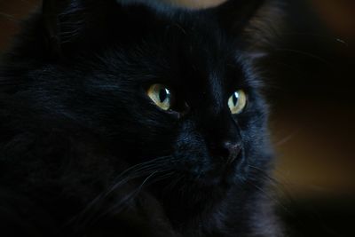 Close-up portrait of black cat