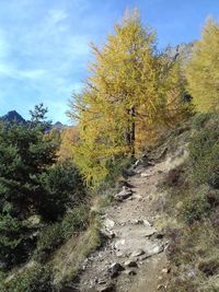 Road amidst trees in forest against sky