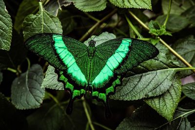 Close-up of butterfly on leaves