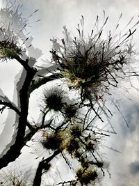 Low angle view of bare trees against sky