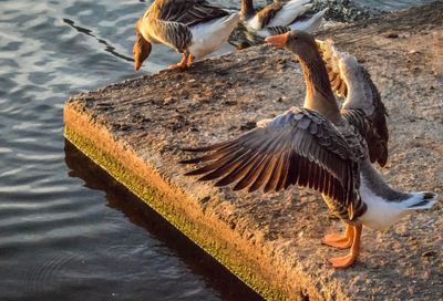 High angle view of seagulls flying over lake