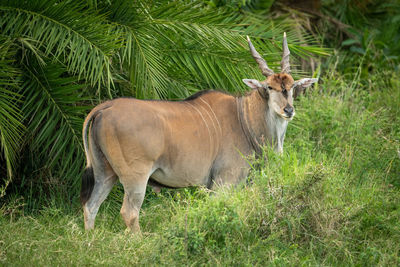 Common eland stands by palm watching camera