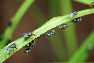 Flies,fly carriers of cholera