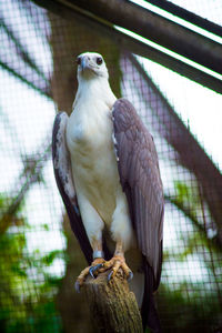 Low angle view of eagle perching on wood in cage at zoo