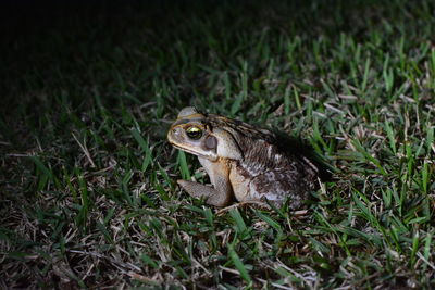 High angle view of a lizard on land