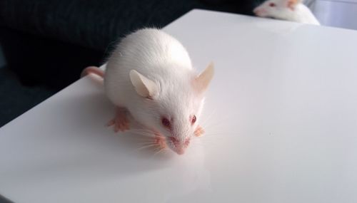 Close-up of white mouse on table