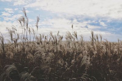 Close-up of stalks in field against cloudy sky