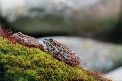 Close-up side view of a frog on rock