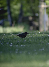 Bird on a field