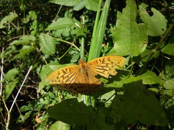 Butterfly on leaves