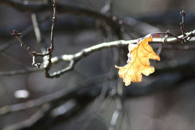 Close-up of dry maple leaves on tree during winter