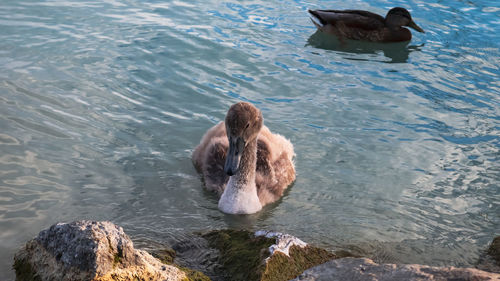 High angle view of person swimming in sea