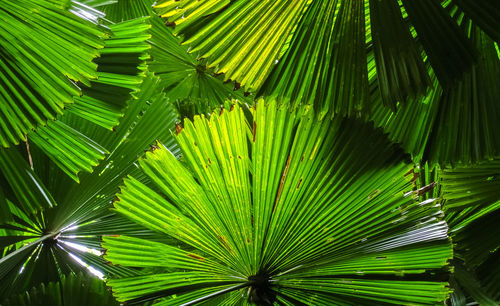 Close-up of fan palm tree leaves