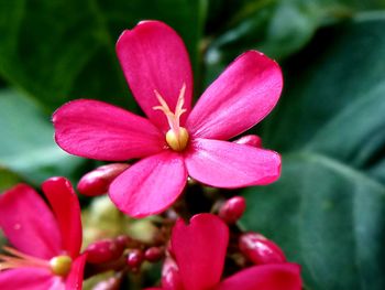 Close-up of pink flowers blooming outdoors