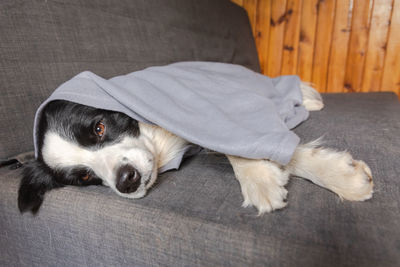 High angle view of dog sleeping at home