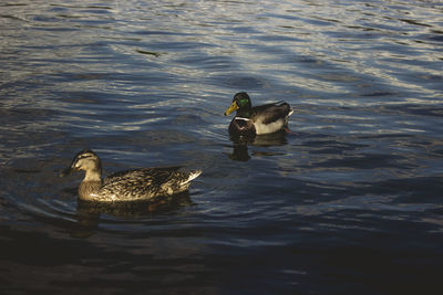 View of ducks swimming in lake