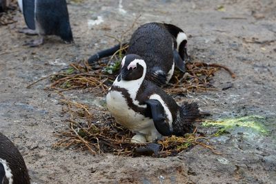 Penguin colony - boulder's beach - south africa