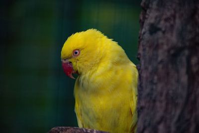 Close-up of parrot perching on tree