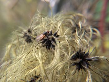 Close-up of insect on flower