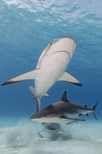 Close encounter of three caribbean reef shark, bahamas