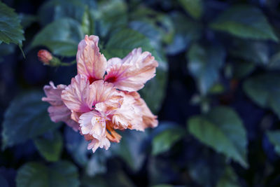 Close-up of pink flowering plant